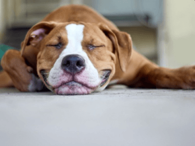 bulldog-with-coffee